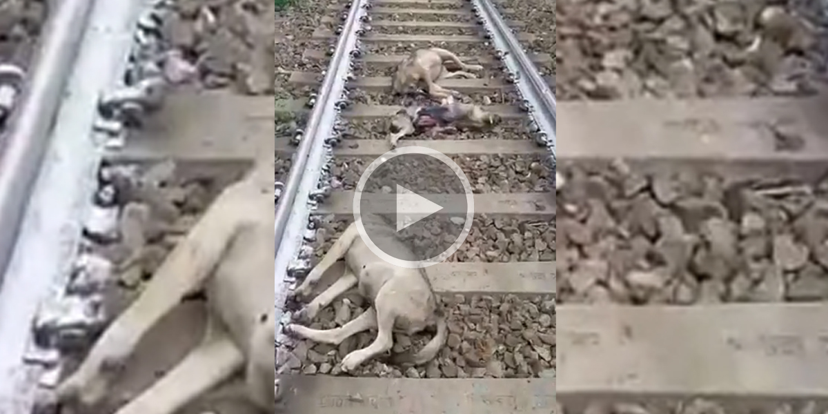 [Vidéo] Cinq loups retrouvés morts sur une voie ferrée à moins de 150km de Nice