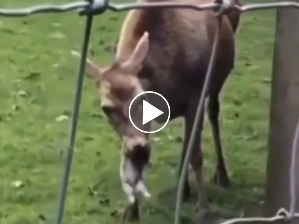 [Vidéo] Une biche qui mange un lapin