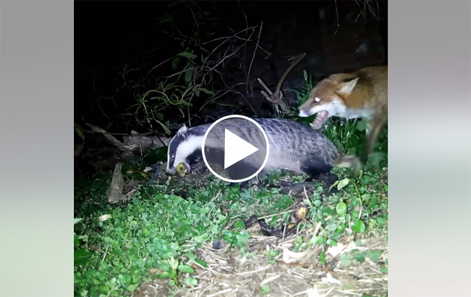 [Vidéo] Un renard et un blaireau en pleine discussion