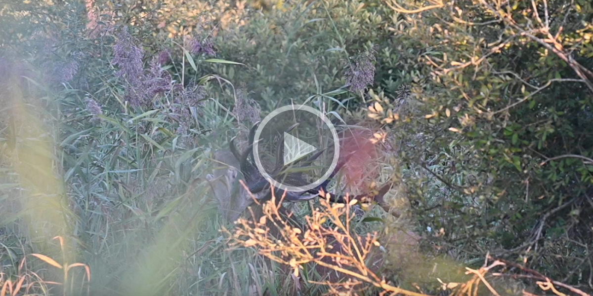 [Vidéo] Le brame du cerf vu de très près