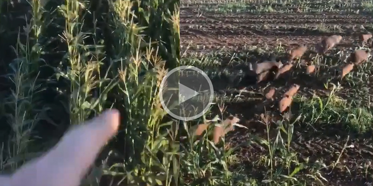[Vidéo] Quand ça grouille de sangliers dans les derniers rangs de maïs