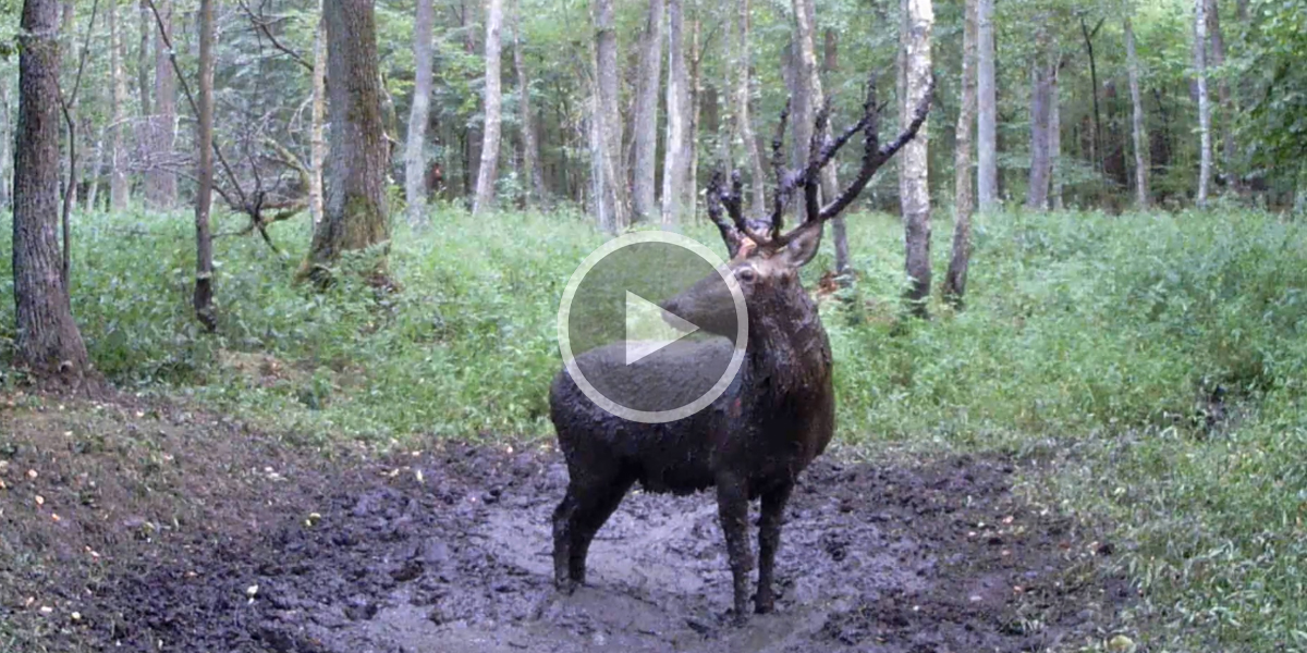 [Vidéo] Les cerfs aussi apprécient les bains de boue