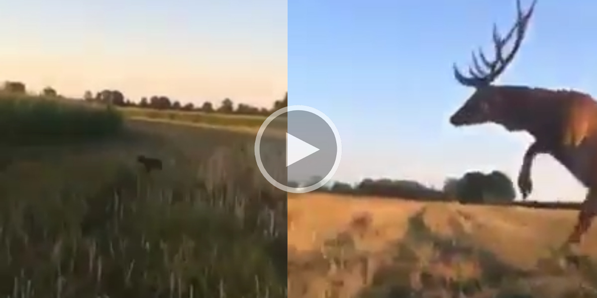[Vidéo] Un cerf fait un saut impressionnant d’un champ de maïs