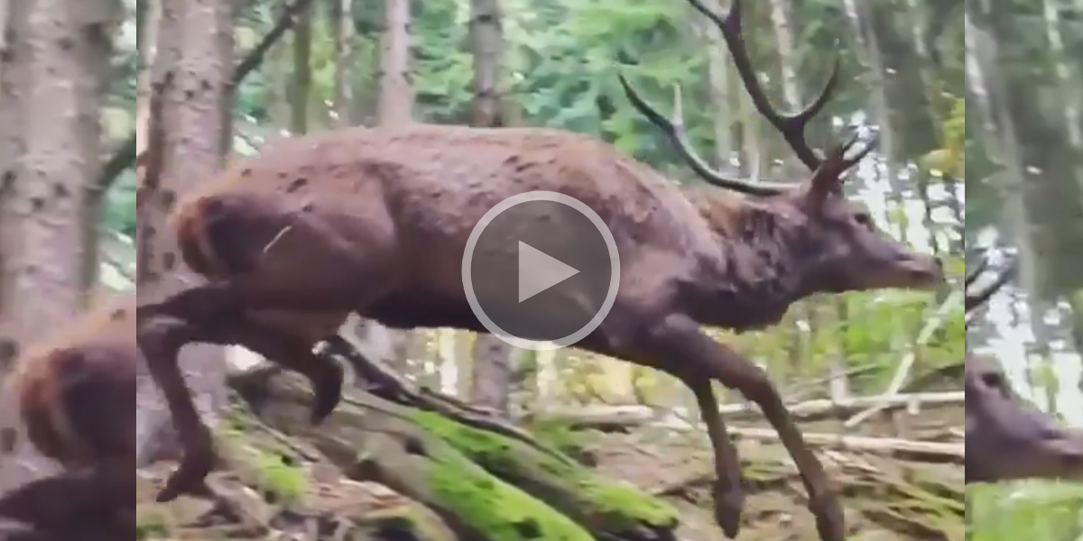 [Vidéo] Il filme un cerf qui passe extrêmement près de lui!