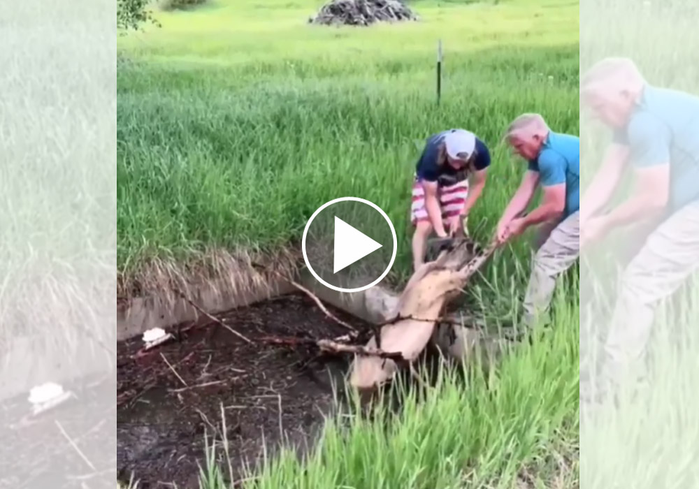 [Vidéo] Magnifique sauvetage d’un daguet voué à une mort certaine