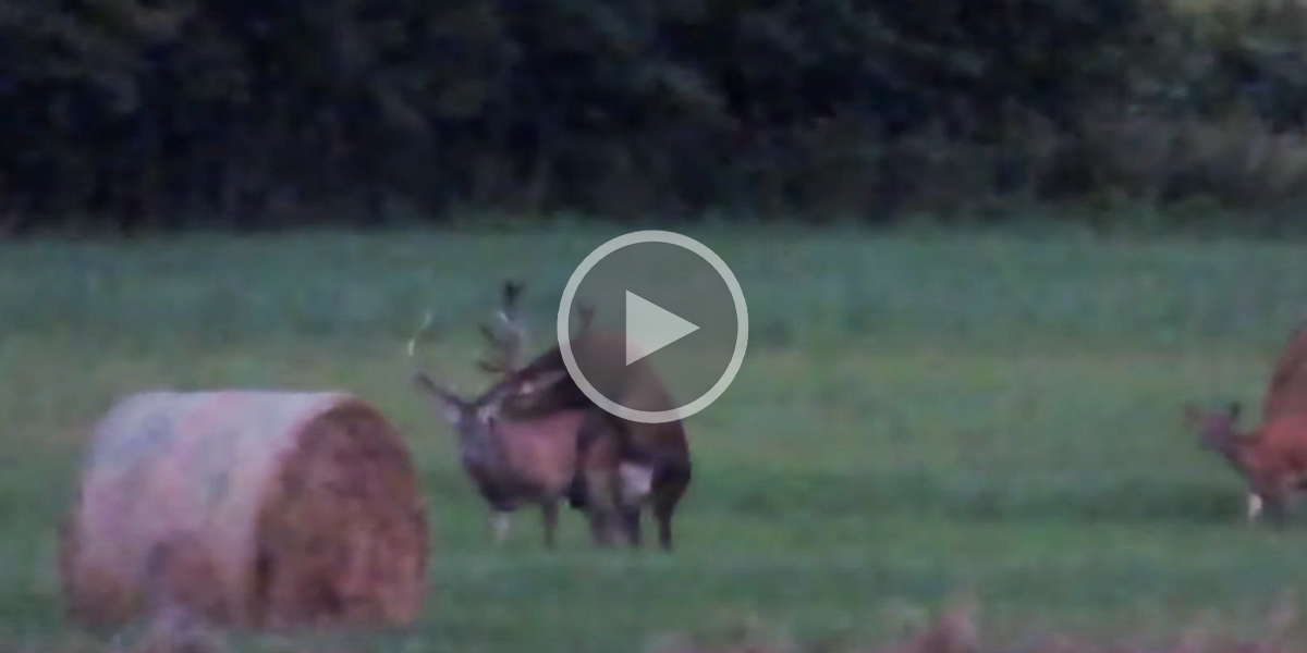[Vidéo] Un cerf se trompe de partenaire pour l’accouplement après avoir gagné un combat