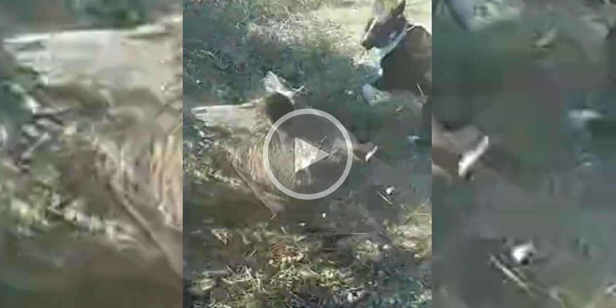 [Vidéo] Un chien imprudent se fait brusquement charger par un sanglier