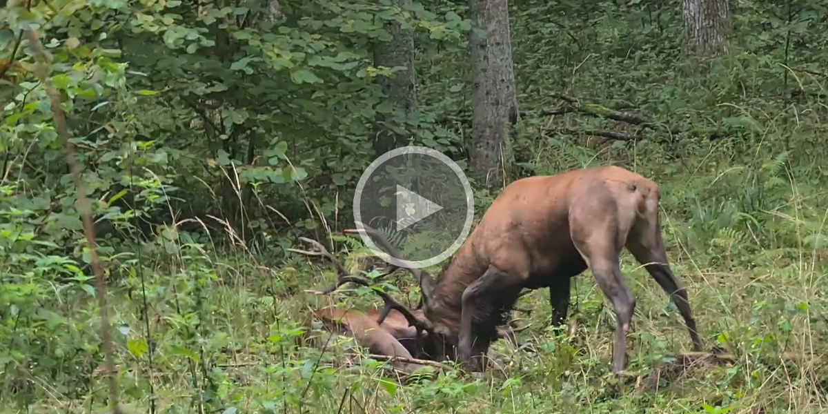 [Vidéo] Combat à mort entre deux cerfs, un homme filme l’action à quelques mètres