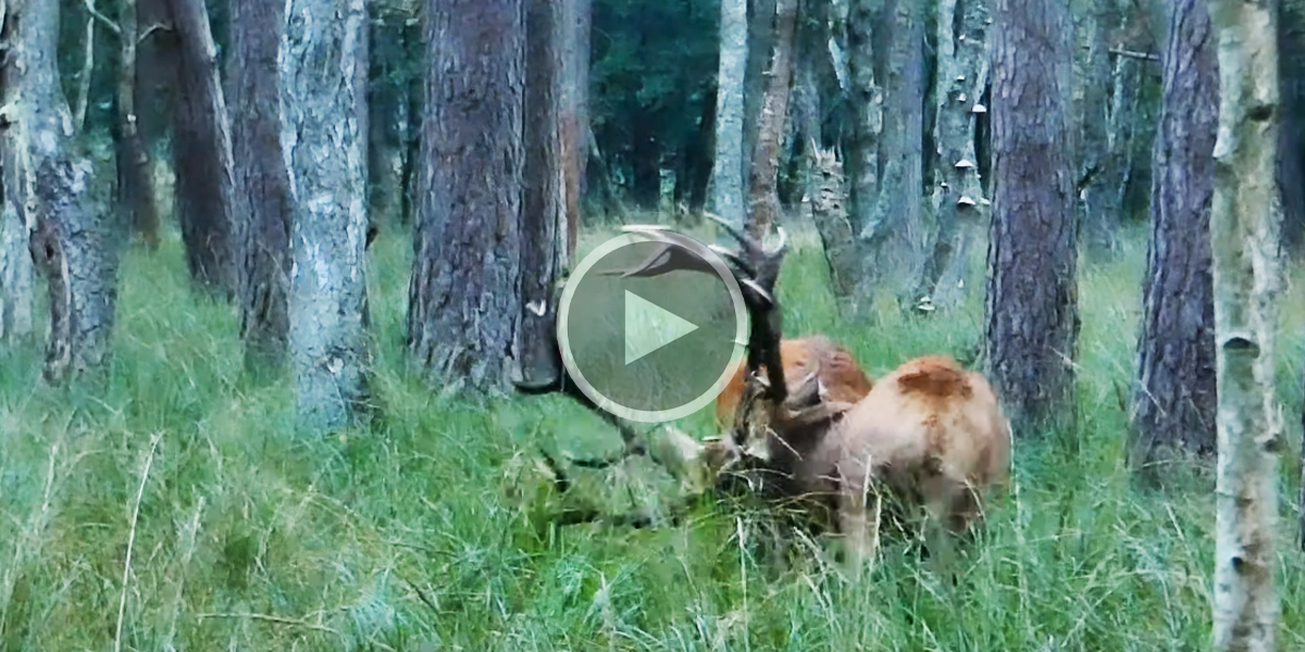 [Vidéo] Deux cerfs s’affrontent et se déchaînent l’un sur l’autre