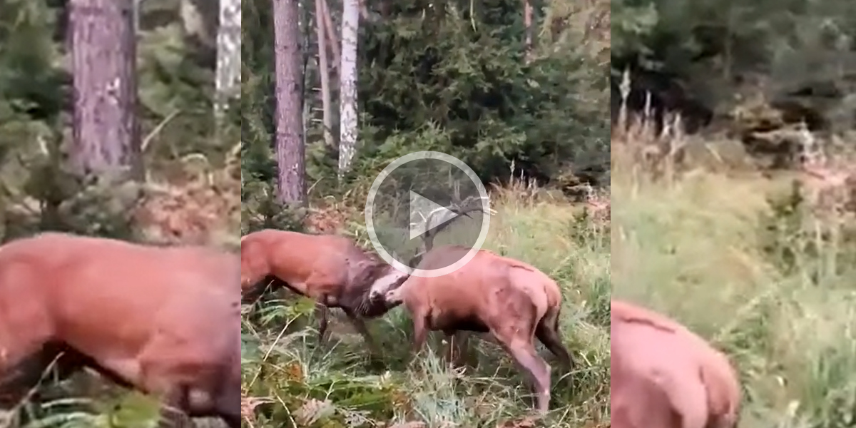 [Vidéo] Un promeneur risque sa vie en filmant le combat entre 2 cerfs