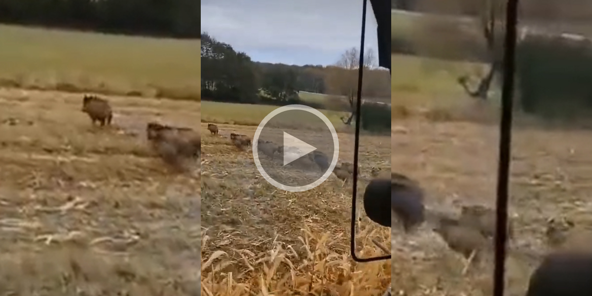 [Vidéo] Une compagnie de sangliers démarre au dernier moment devant une ensileuse