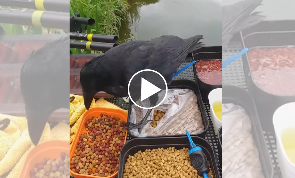 [Vidéo] Une corneille vient manger les appâts d’un pêcheur dans sa main