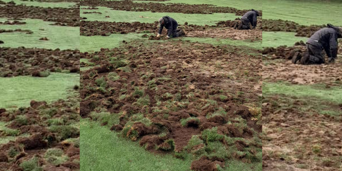 Des sangliers ravagent un terrain de golf à Gap
