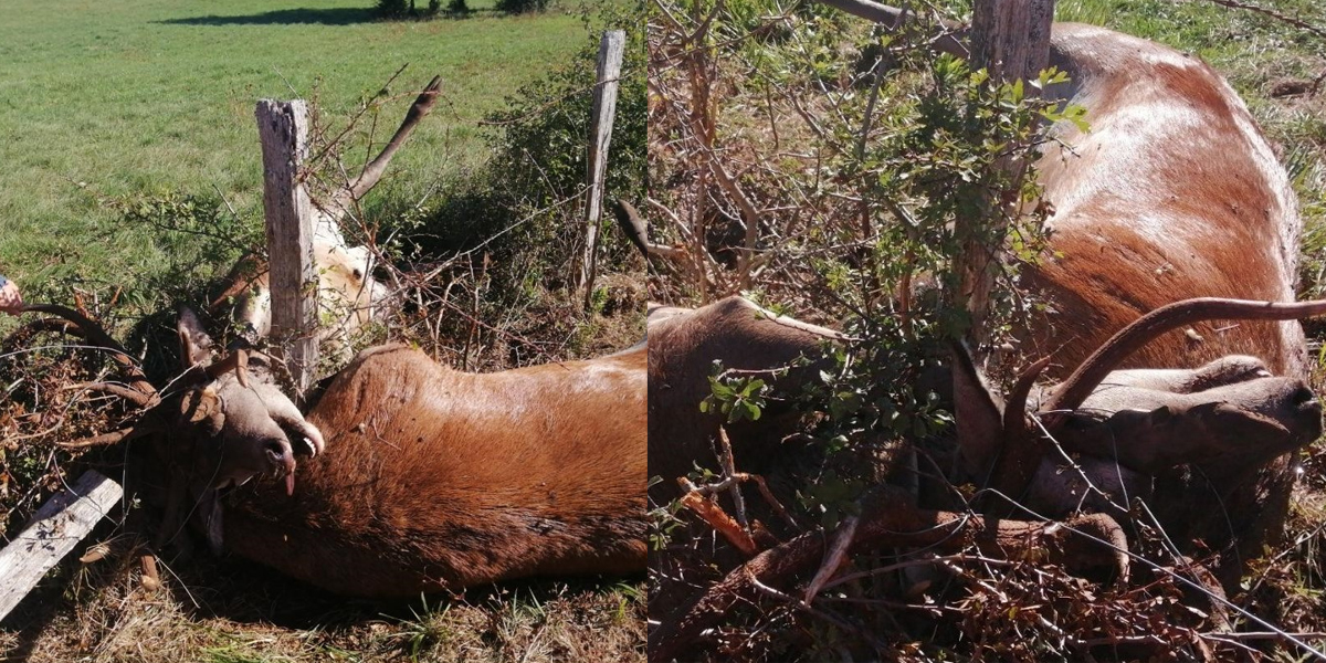 Deux cerfs découverts morts emmêlés dans le Jura