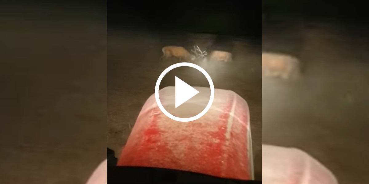 [Vidéo] Deux cerfs ne pensent qu’à se battre au risque de passer sous les roues du tracteur