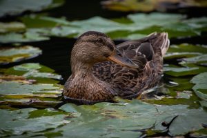 grippe aviaire en vendée