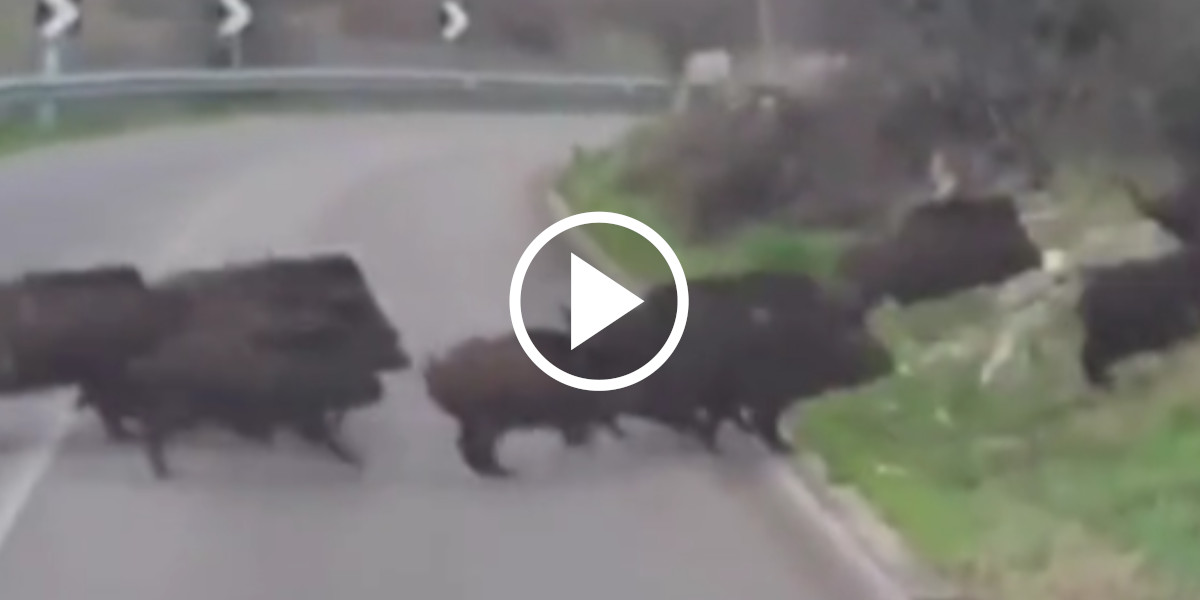 [Vidéo] Une grosse compagnie de sangliers filmée sur une route