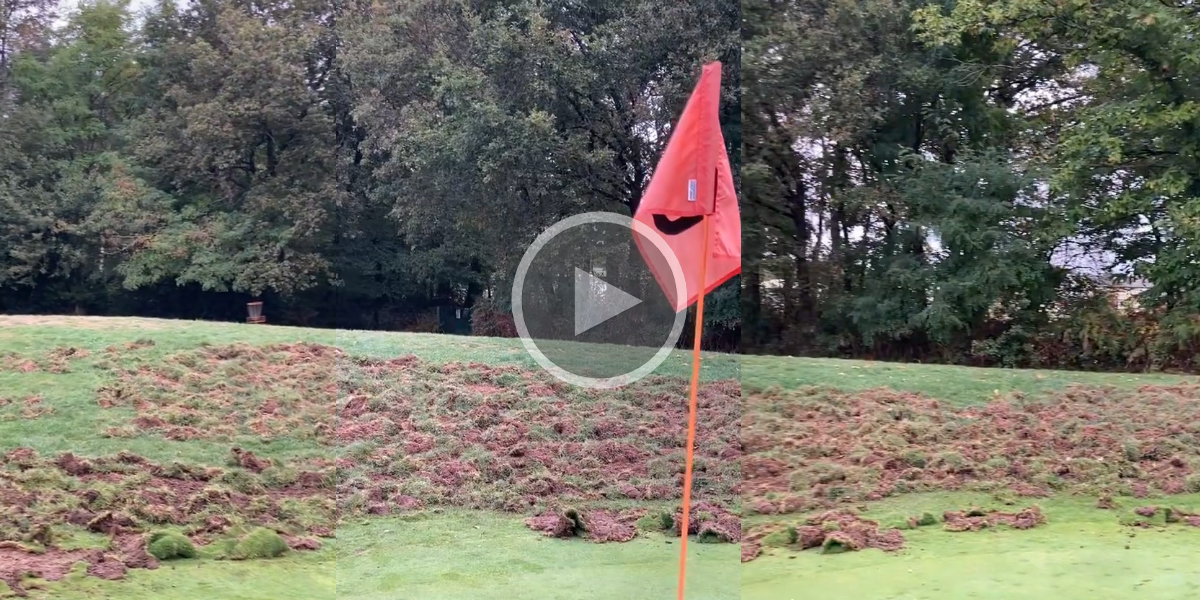 [Vidéo] Un golf ruiné par les sangliers près de Nantes, des battues ont été demandées