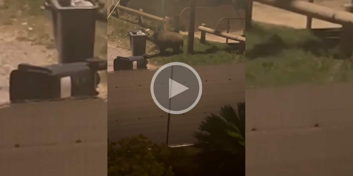 [Vidéo] Un gros sanglier fouille les poubelles dans les rues de Marseille