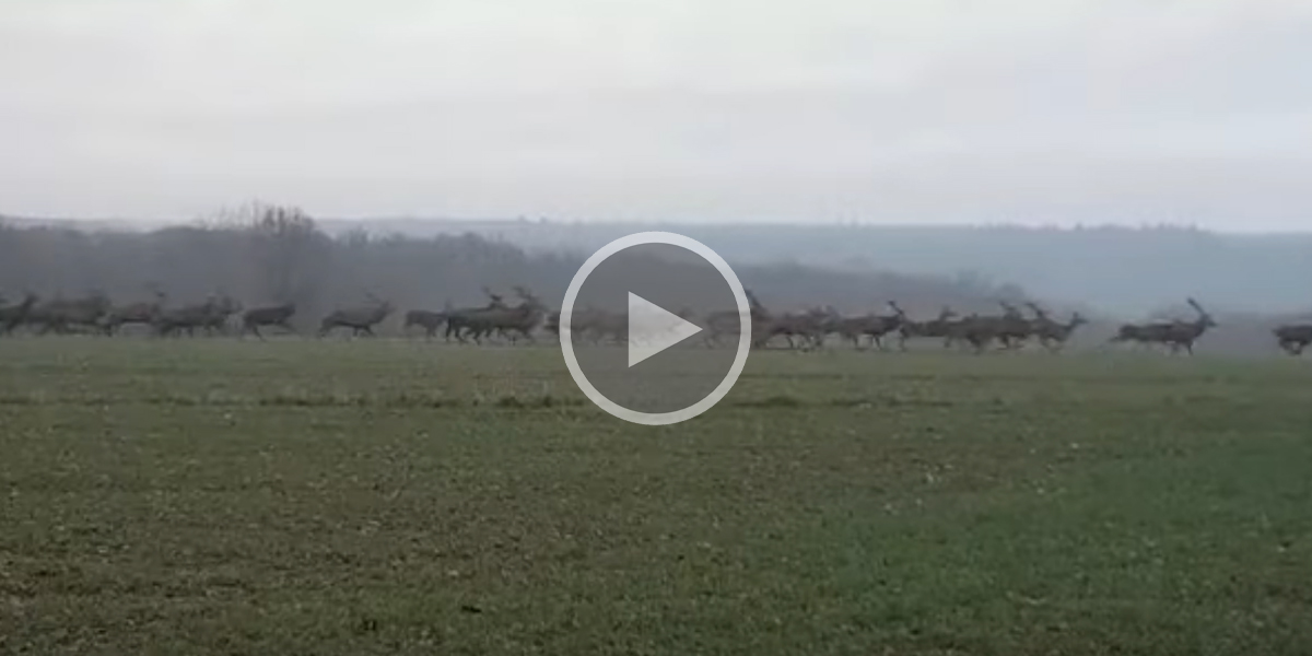 [Vidéo] Une harde de cervidés impressionnante filmée en Normandie