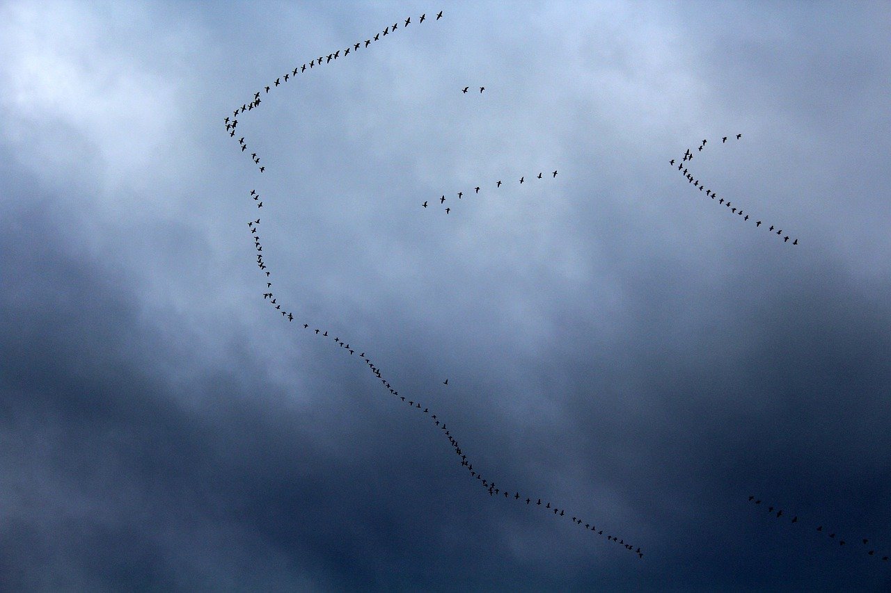 La LPO critique la mise en place d’un radar ornithologique par les chasseurs et la région Grand-Est