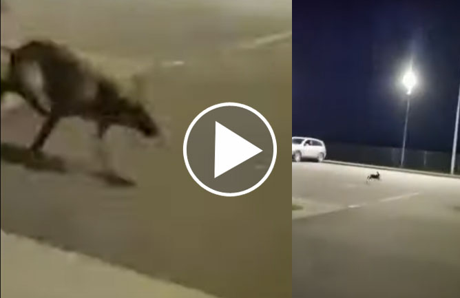 [Vidéo] Deux loups chassent un lièvre sur un parking