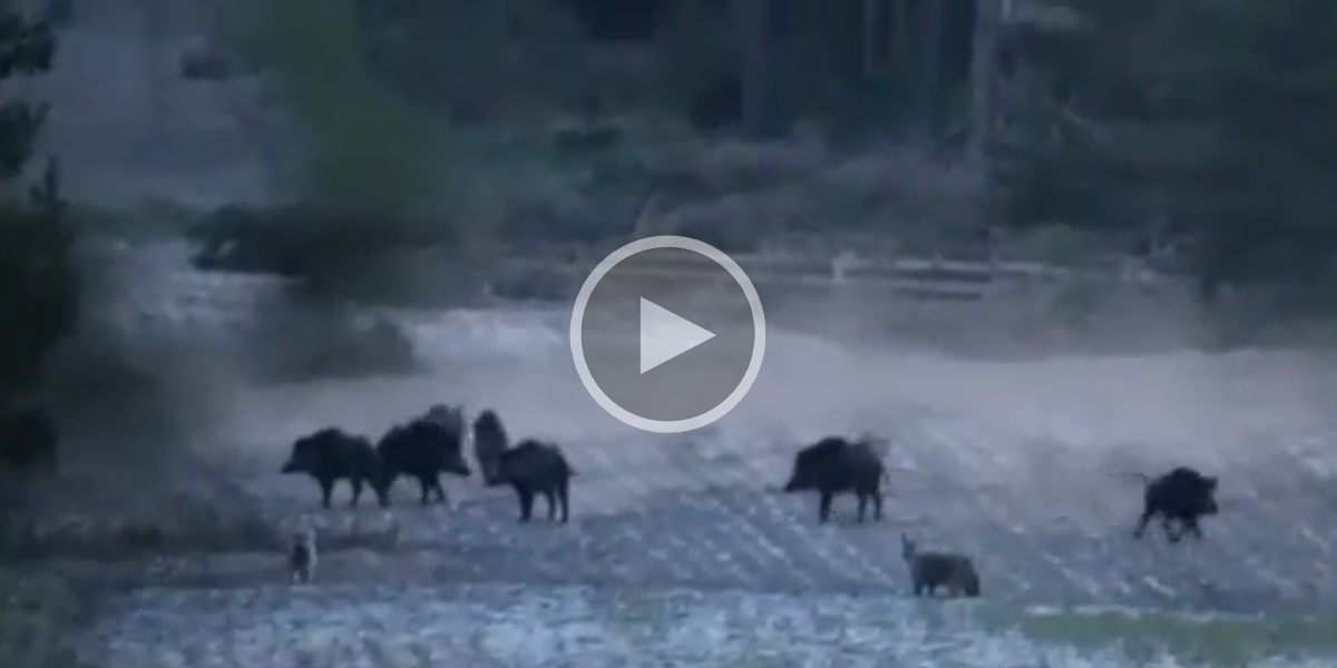 [Vidéo] Une compagnie de sangliers repousse facilement les assauts d’une meute de loups