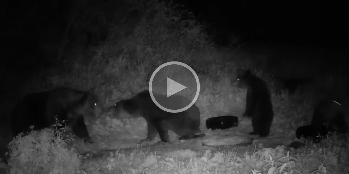 [Vidéo] Combat entre deux ours : une femelle défend ses oursons contre un ours mâle