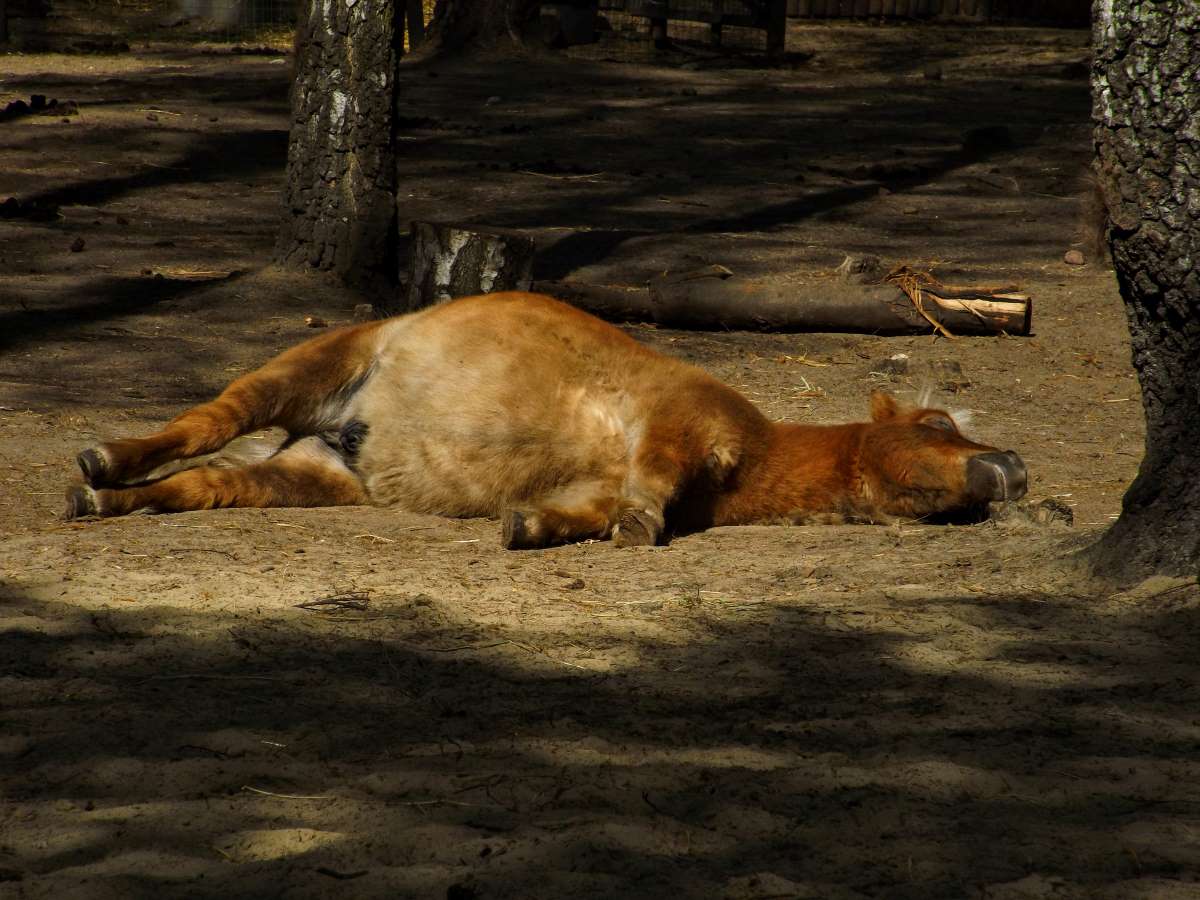 Le poney de la Présidente de l’Union Européenne tué par un loup