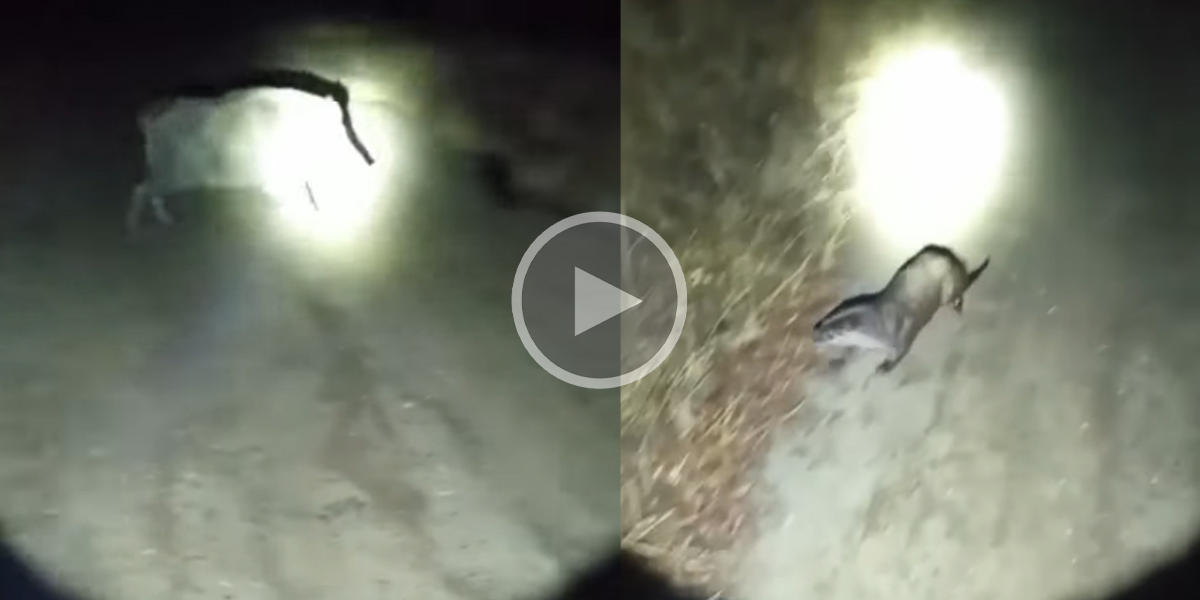 [Vidéo] Un sanglier filmé en train de chasser une loutre