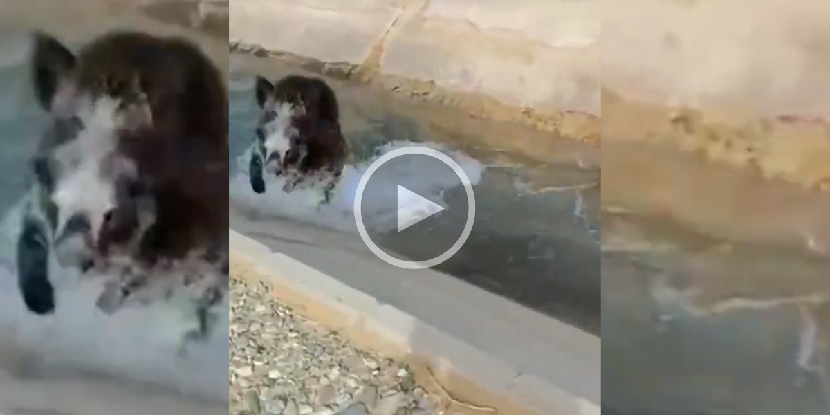 [Vidéo] Un sanglier sort d’un cours d’eau pour charger le caméraman