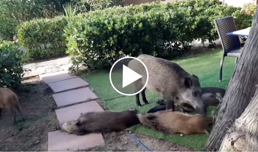 [Vidéo] Une compagnie de sangliers élit domicile dans un jardin