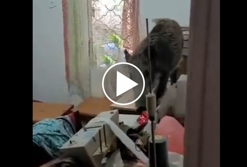 [Vidéo] Un sanglier rentre dans une maison et casse tout