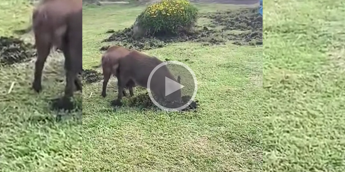 [Vidéo] Des sangliers filmés en train de labourer un parc de jeux pour enfants