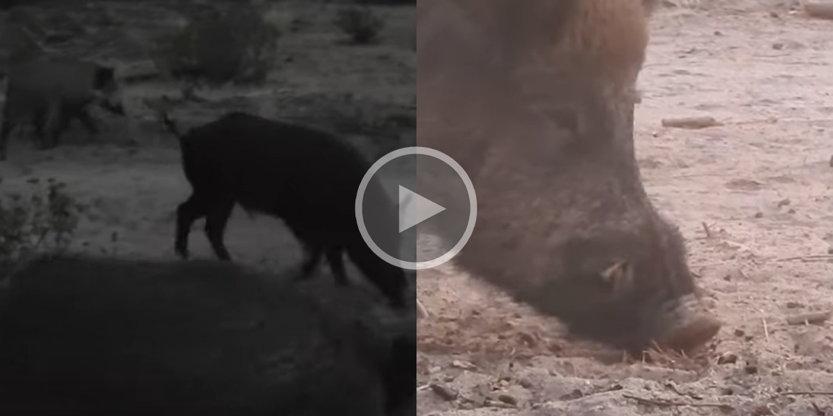 [Vidéo] Un énorme sanglier se bat pour conserver sa nourriture