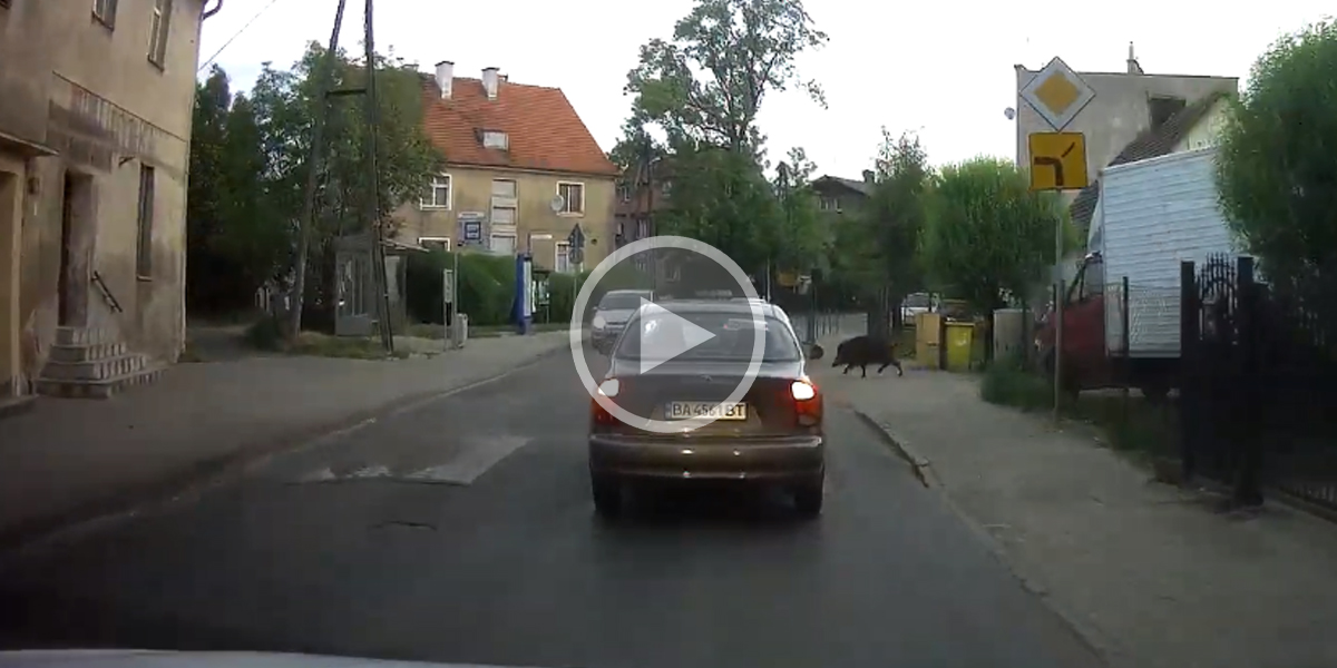 [Vidéo] Un sanglier traverse au dernier moment entre deux voitures