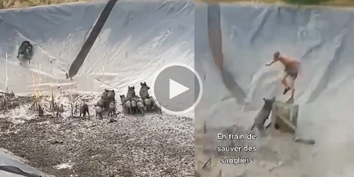 [Vidéo] Sauvetage d’une compagnie de sangliers coincée au fond d’un bassin de rétention