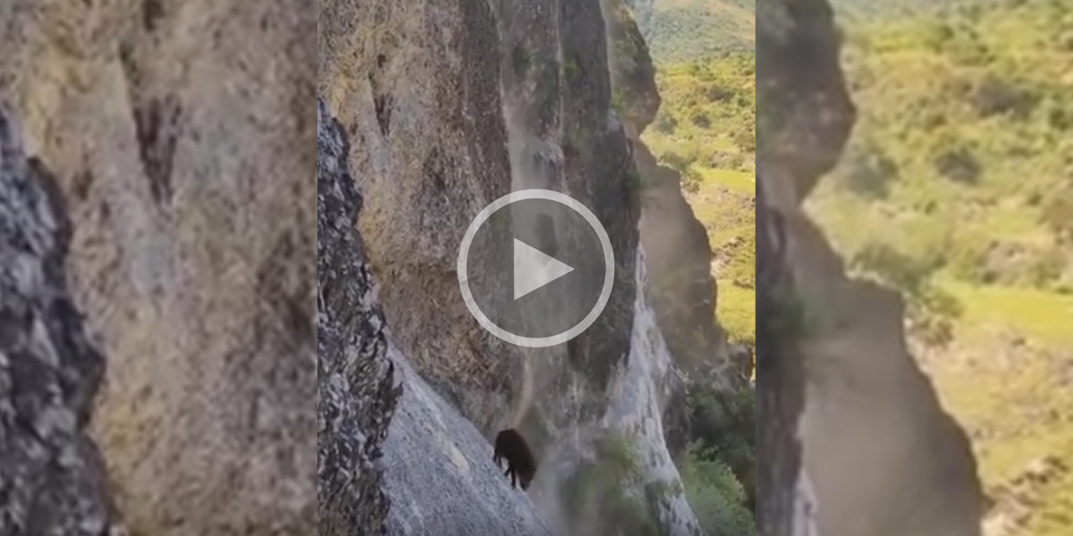 [Vidéo] Des sangliers descendent d’une paroi vertigineuse!