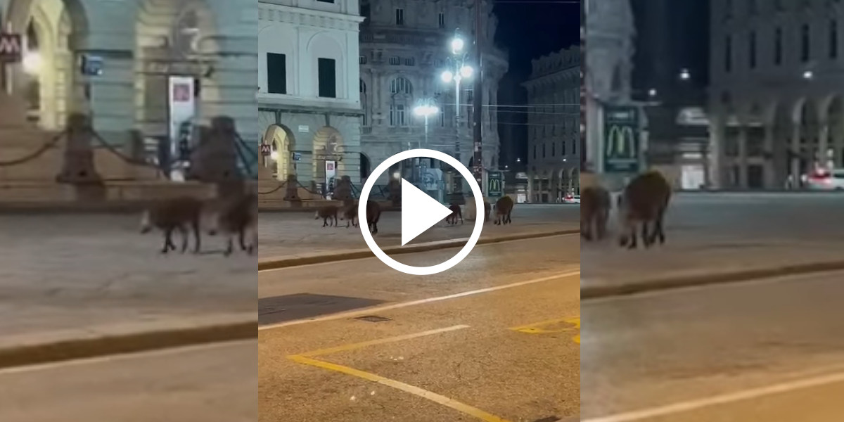[Vidéo] Des sangliers en balade sur la Piazza de Ferrari en plein centre ville de Gênes