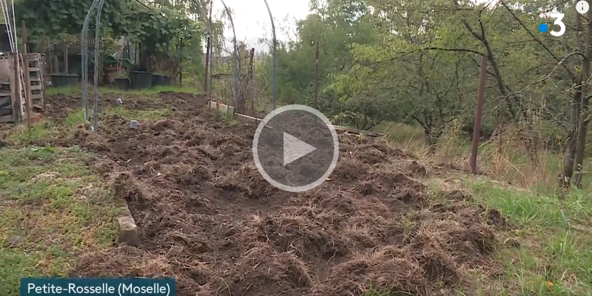 [Vidéo] En Moselle, les habitants sont excédés par les dégâts de sangliers