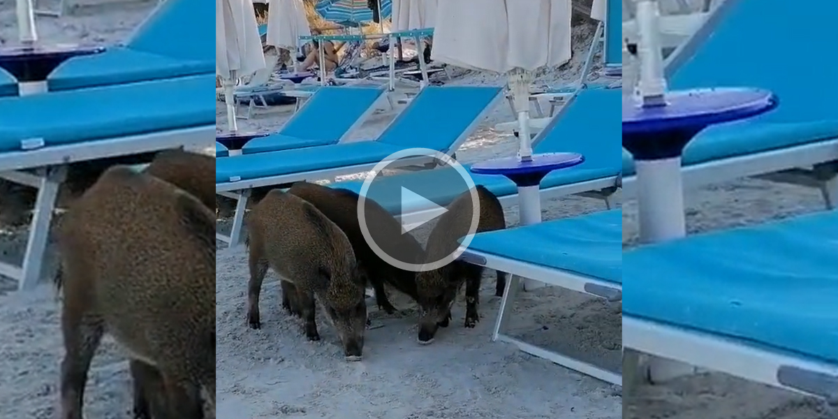 [Vidéo] Des sangliers profitent de la plage entre des transats en Sardaigne