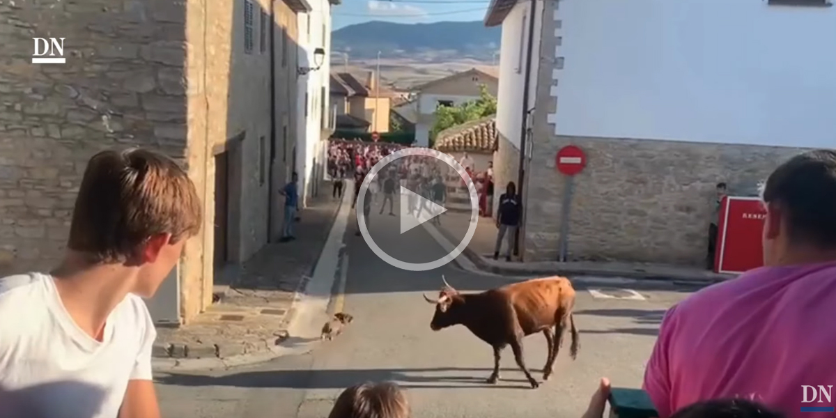 [Vidéo] Un Teckel joue les toréadors face à une vachette lors de festivités Espagnoles