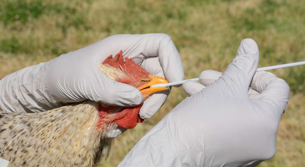 La chasse du gibier à plume interdite dans 28 communes