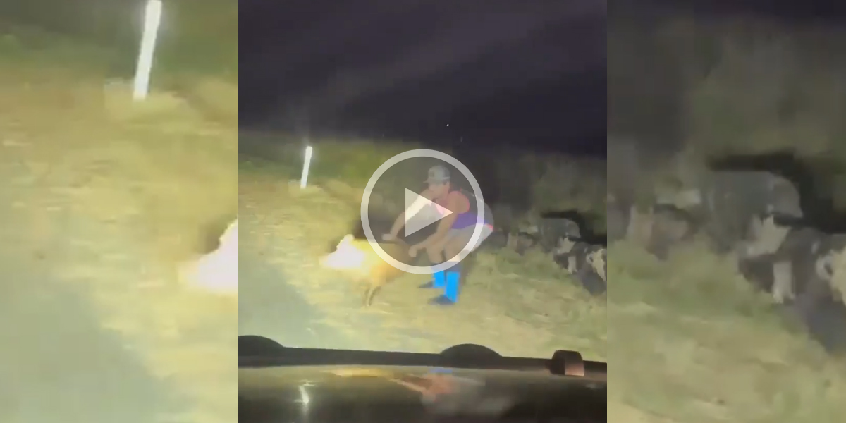 [Vidéo] Un homme tente d’attraper des sangliers à mains nues