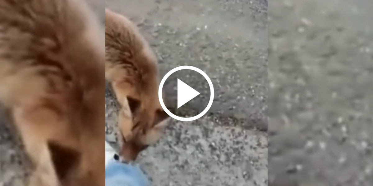 [Vidéo] Un renard s’attaque à un couple sur un banc public