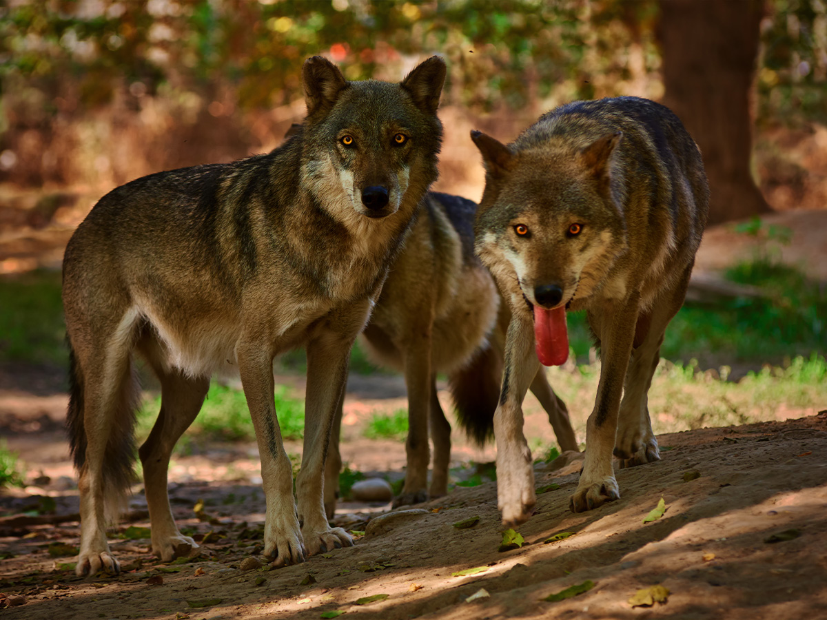 Doubs : Trois loups s’approchent dangereusement d’un chasseur et son fils de 12 ans