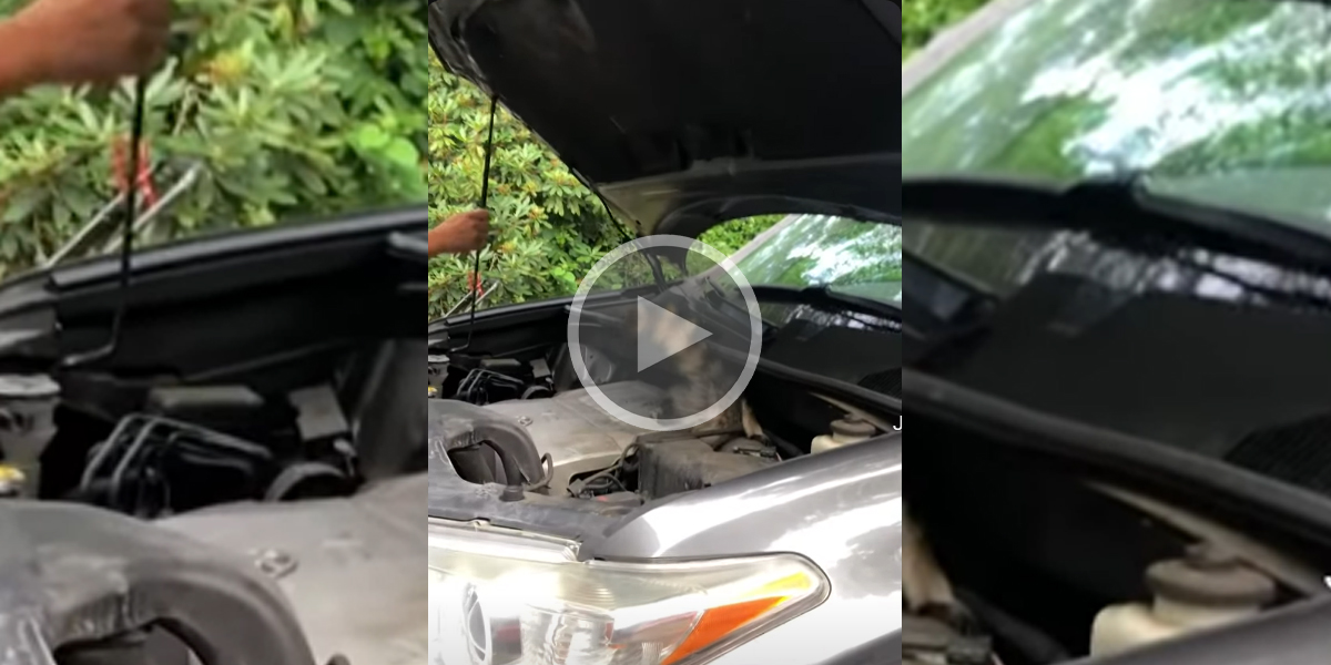 [Vidéo] Mais quel est l’animal caché sous le capot de cette voiture?