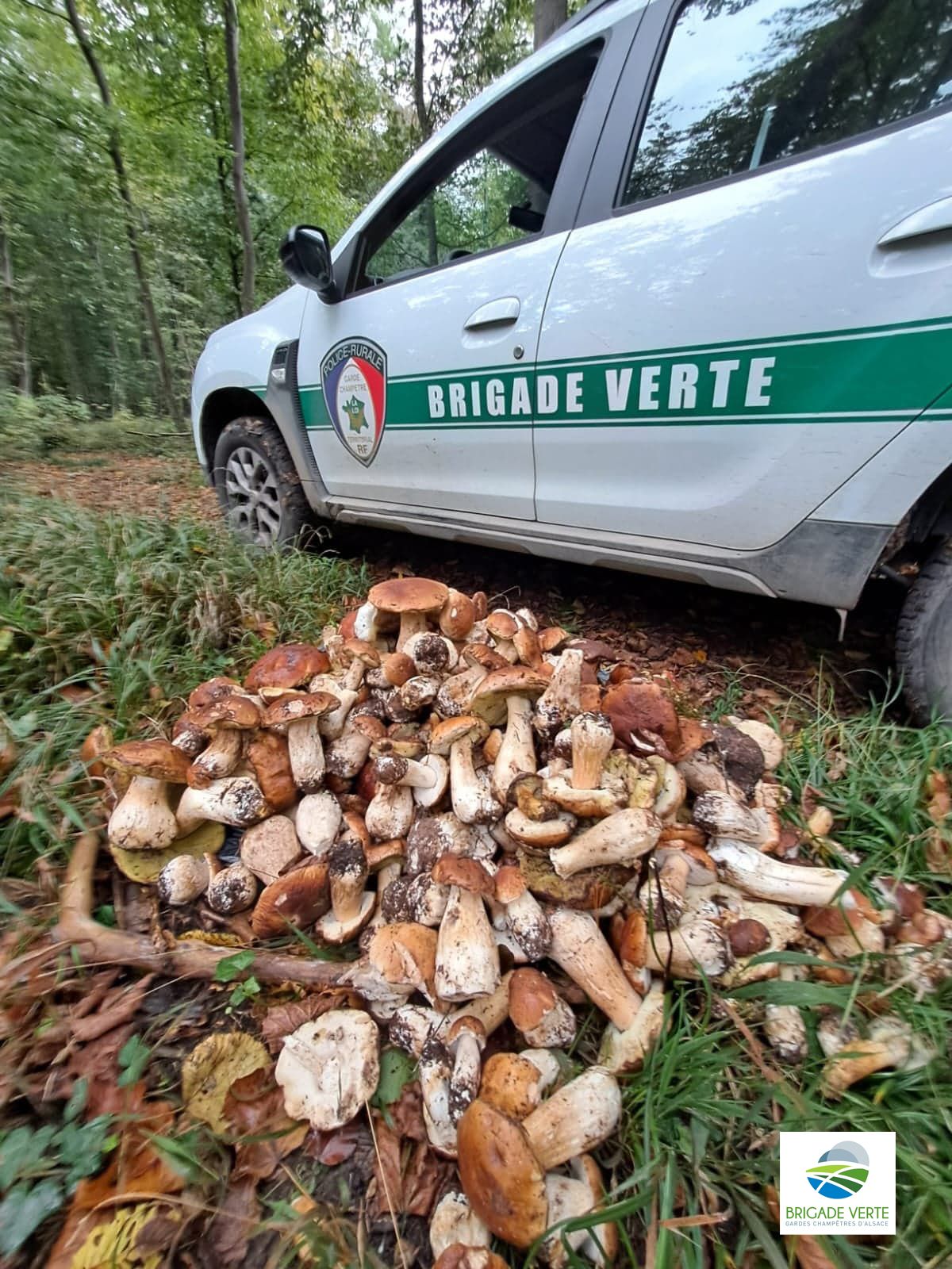 Interceptés sur l’autoroute avec 100 kilos de champignons dans le coffre