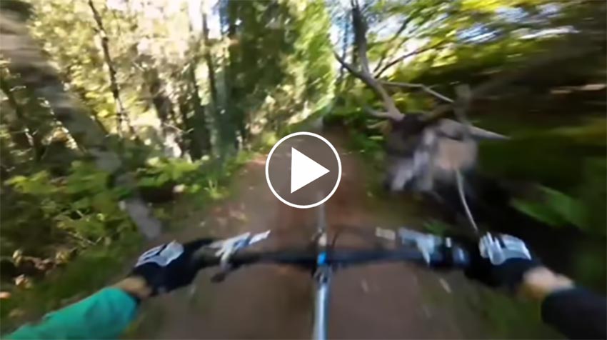 [Vidéo] Un vélo de descente percute un cerf de plein fouet