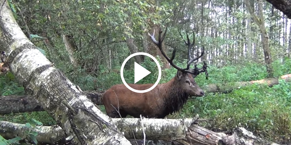 [Vidéo] Un cerf se roule dans la boue à quelques mètres d’un chasseur qui filme toute la scène